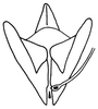 Euschmidtia sansibarica Karsch, 1889: Fig. 453. endophallus, dorsal view. (Otu).
