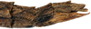 CollectionObject 1578606; RBINS IG: 32700'''''', ba9c83f1-6cb5-4381-9135-c5b2f795c764: copyright ISNB, Brussels. female: end of abdomen, lateral view (paratype). (CollectionObject).