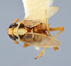 Habitus, dorsal view on Elachodelphax (Aschedelphax) hochae (Wilson, 1992): (Observation).