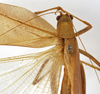 CollectionObject 1529780; 54d9f6c1-35b8-4a9f-bbd4-829139cdfc08: female, dorsal view (holotype). (CollectionObject).