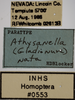 Other on Athysanella (Gladionura) nata Blocker & Johnson, 1990: Labels - Male Paratype. Labels for the male paratype specimen. (Observation).