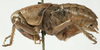 CollectionObject 1539765; 08b06cd0-29ef-4197-825c-1db234c6bb17: male, lateral view (syntype of Psorodonotus riveti). (CollectionObject).
