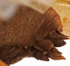 CollectionObject 1534634; 6732e31c-1c3c-4029-bc1c-a16a0876c3cd: female ovipositor (holotype). (CollectionObject).