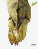 CollectionObject 2260463; f8084faf-25ce-4152-bf7a-d50a4842f343, Unioeste Cascavel K-1398: Female, terminalia in dorsal view. (CollectionObject).