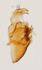 Pygofer, lateral view: !! display not done !! on Pissonotus dentatus Morgan & Beamer, 1949: (Observation).