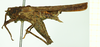 CollectionObject 1532600; 61b08130-17e6-48e7-b9da-ee0dbc21fcad: female, lateral view (holotype). (CollectionObject).