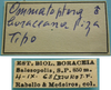 CollectionObject 1542682; 875a4c27-c8c2-4745-b6c6-64ccc8190c23: male, labels (syntype). (CollectionObject).