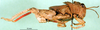CollectionObject 1545335; ea137f87-2966-4f6d-9374-ccd0084de17e: male, lateral view (paratype of Glyphotmethis adaliae angorensis). (CollectionObject).