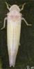 Habitus, dorsal view on Edwardsiana alnicola (Edwards, 1924): Habitus (female). (Observation).