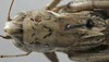 CollectionObject 1571854; 0374b83d-bc60-4086-b73b-46a2a56e35f6, MNHN-EO-ENSIF825: female pronotum dorsal (syntype). (CollectionObject).