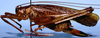 CollectionObject 1522282; 880a8c7f-2021-4e86-97eb-9c4004076069: female, lateral view (holotype). (CollectionObject).