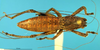 CollectionObject 1505292; 926d4ced-48f1-4409-a503-a6c1b228931a: male, dorsal view (holotype). (CollectionObject).