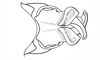 Coyacris brevipennis (Ronderos, 1979): Fig. 5. apex of aedeagus, dorsal view. (Otu).
