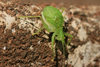 Aerotegmina taitensis Hemp, 2013: 2013. male (Taita Mountains, Mount Vuria). (Otu).