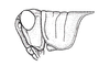 Atrachelacris olivaceus (Bruner, 1911): Fig. 2F. male head and pronotum, lateral view. (Otu).