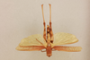 CollectionObject 1520283; 4e73a6d2-9164-4a7c-8957-5f649d090858: female, dorsal view (holotype). (CollectionObject).