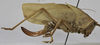 CollectionObject 1539574; 5b5217e5-88dd-4d19-905c-23190f59f00b: female, lateral view (holotype). (CollectionObject).