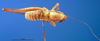 CollectionObject 1502054; 0b506c15-8c94-4623-9461-5d05e7f0b9fb: male, dorsal view (paratype). (CollectionObject).