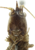 CollectionObject 1507290; b2deeb7e-4e1d-408e-90c9-2c931e9b2b1f: female, frontal view (holotype). (CollectionObject).