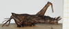 CollectionObject 1584086; 0ff61696-5aa7-4452-862a-5201c3d68bea, NHMUK010924481: female, lateral view (syntype). (CollectionObject).