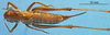 CollectionObject 1536696; bf9293c8-9694-4b52-a62f-2f72b6f373a7: female, dorsal view (paratype). (CollectionObject).