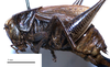 CollectionObject 1532071; fdbcf561-3b7a-40b7-a12a-873c015467af: female, lateral view (syntype). (CollectionObject).
