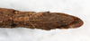 CollectionObject 1561594; NMW 60, 32e0ea99-11b4-4cd6-b71a-7954f1a5128b: copyright NMW. female: end of abdomen, ventral view (syntype). (CollectionObject).