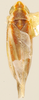 Habitus, dorsal view on Erythridula rufostigmosa (Beamer, 1930): Habitus (holotype, KSEM collection). (Observation).