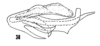 Aedeagus, lateral view on Cixius (Pseudocixius) praecox Van Duzee, 1925: (Observation).