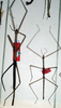 CollectionObject 1558231; NMW 330''', 51ad46c1-c04a-4195-a26d-9b5529f22601: copyright NMW, Vienna. female of synonym Clitumnus rivalis (paralectotype). (CollectionObject).