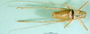 CollectionObject 1500225; 7021a2b4-d62a-43eb-9390-e8b62bddaab4, DORSA BTuropaiS01: male, dorsal view (holotype). (CollectionObject).
