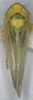 Habitus, dorsal view on Elymana emeljanovi Dworakowska, 1968: (Observation).