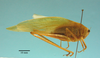 male, body lateral view (holotype of Microcentrum malkini). Depicts CollectionObject 1542745; 4e823769-fc41-4d64-9b26-a41343bbe808, a CollectionObject.