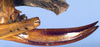 CollectionObject 1531882; 569d6525-cd12-4324-974b-34affafda9b1: female ovipositor (holotype). (CollectionObject).