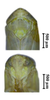 Head: !! display not done !! on Maiestas xanthocephalus (Dash & Viraktamath, 1998): head and thorax, face (male). (Observation).