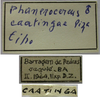 CollectionObject 1542804; a9b6e0c4-cbd2-418f-a652-fc66dd9fa743: male, labels (holotype). (CollectionObject).