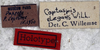 labels (holotype). Depicts CollectionObject 1539573; 78cd6824-733c-471b-8df1-749e77b3179e, a CollectionObject.