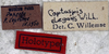 CollectionObject 1539573; 78cd6824-733c-471b-8df1-749e77b3179e: labels (holotype). (CollectionObject).