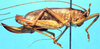 CollectionObject 1499553; 9b341d48-4dcd-47e4-9b3c-984533a360cb: female, lateral view (allotype). (CollectionObject).
