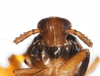 Head: !! display not done !! on Pissonotus basalis Van Duzee, 1897: (Observation).