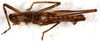 CollectionObject 1544456; 4190af9e-5e65-4905-b597-0a3d5863466e: male, dorsal view (paratype). (CollectionObject).