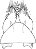 Subgenital plate, ventral view on Anoplotettix fuscovenosus (Ferrari, 1882): Subgenital plate. (Observation).