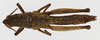 CollectionObject 1568974; 8e7c674b-68b1-4276-a8ff-566712152cb7: female, dorsal view (allotype). (CollectionObject).