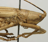 CollectionObject 1535139; fb7a47bf-4541-4976-86cd-f901409cb3f9: female pronotum, lateral view (holotype). (CollectionObject).