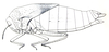 Bullacris vansoni (Dirsh, 1963) now Bullacris unicolor (Linnaeus, 1758): Fig. 34. female. (Otu).