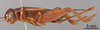 Female, lateral view (paralectotype) Depicts CollectionObject 1962316; 1c67c5e9-5cec-4f48-b29c-e1b0aed6f1f4, ANSP21_GRYLL_ANSP, a CollectionObject.