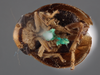 Habitus ventral view: !! display not done !! on Clastoptera funesta Stål, 1854: (Observation).