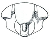 Head: !! display not done !! on Driotura gammaroides (Van Duzee, 1894): Driotura gammaroides, face. (Observation).