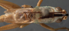 male pronotum, dorsal view (paratype). Depicts CollectionObject 1573273; 155ecaee-73ce-4465-8307-0198961e27d6, a CollectionObject.