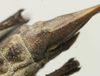 CollectionObject 1535958; 12f39318-7fb2-4850-aaf3-bb6a9957f223: female subgenital plate (syntype). (CollectionObject).